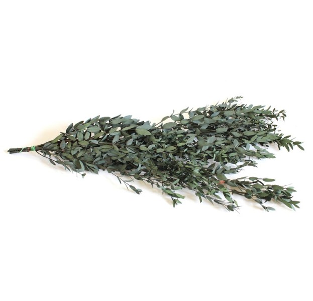 eukalyptus parviflora green